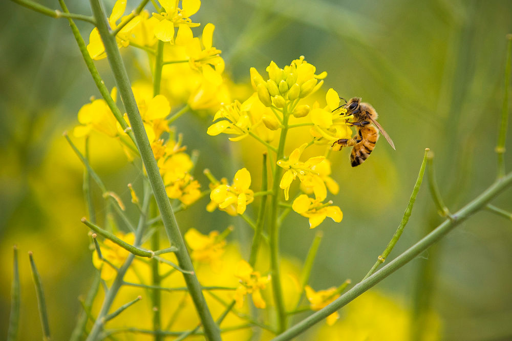 Gyeyang Flower Garden 04