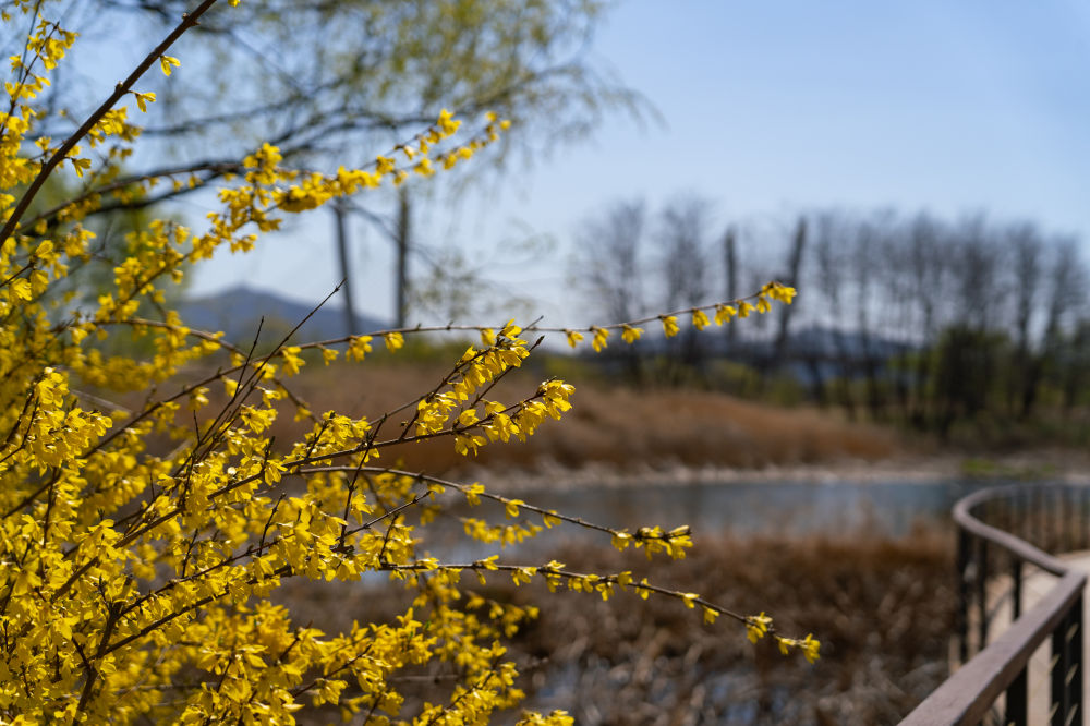 Wildflower Complex Dream Park 02