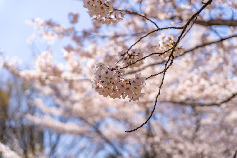 Incheon Central Park 05