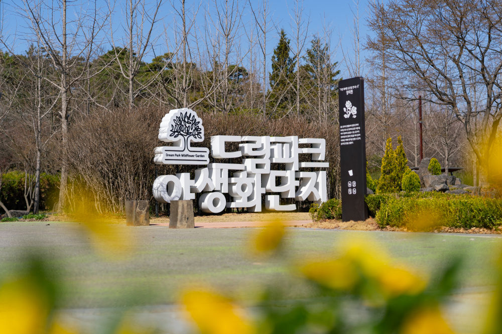 Wildflower Complex Dream Park