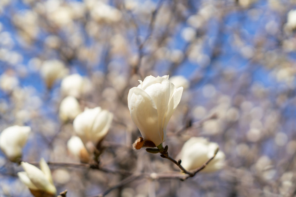 Wildflower Complex Dream Park 04
