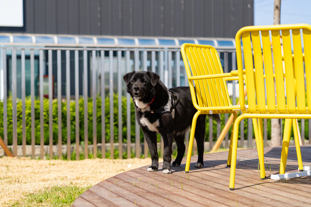 Dolmen Pet Park 03